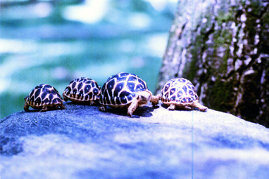 star tortoise philippines